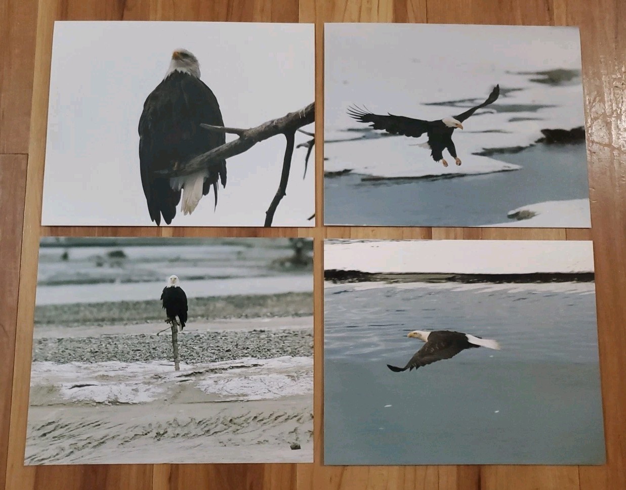 American Bald Eagle Print Pictures Lot of 4 Sitting in Branch Soaring Water 8×10