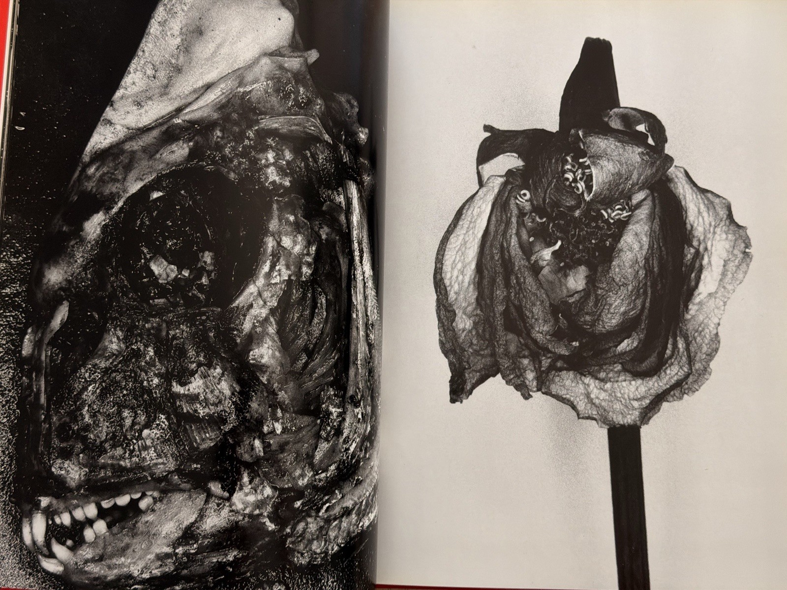 🎈SIGNED Nobuyoshi Araki – EROTOS, First Edition 1993, Japan, HC, LIBRO, SupRARE