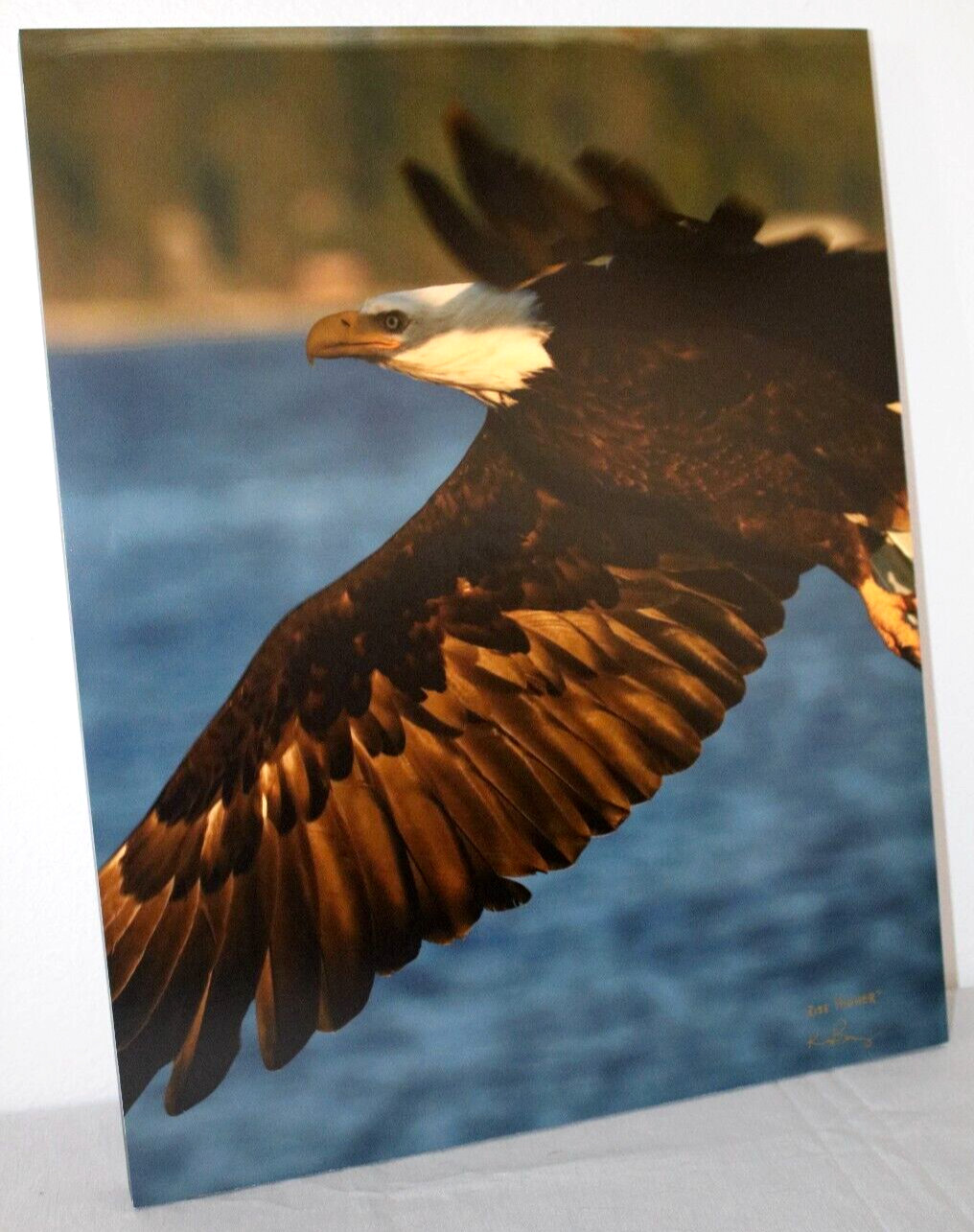 Bald Eagle ” Rise Higher” 16″ x 20″ Mounted Color Wildlife Photo by Kim Barry