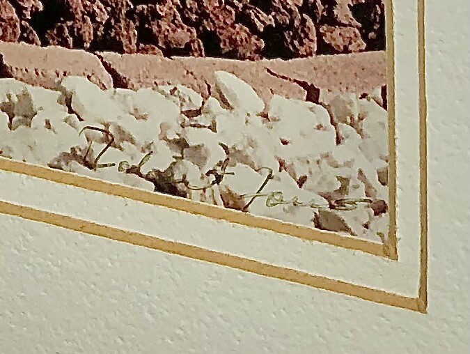 Rare Signed Print Numbered Desert Cactus Arborist Flower Garden Home Decor 12×14