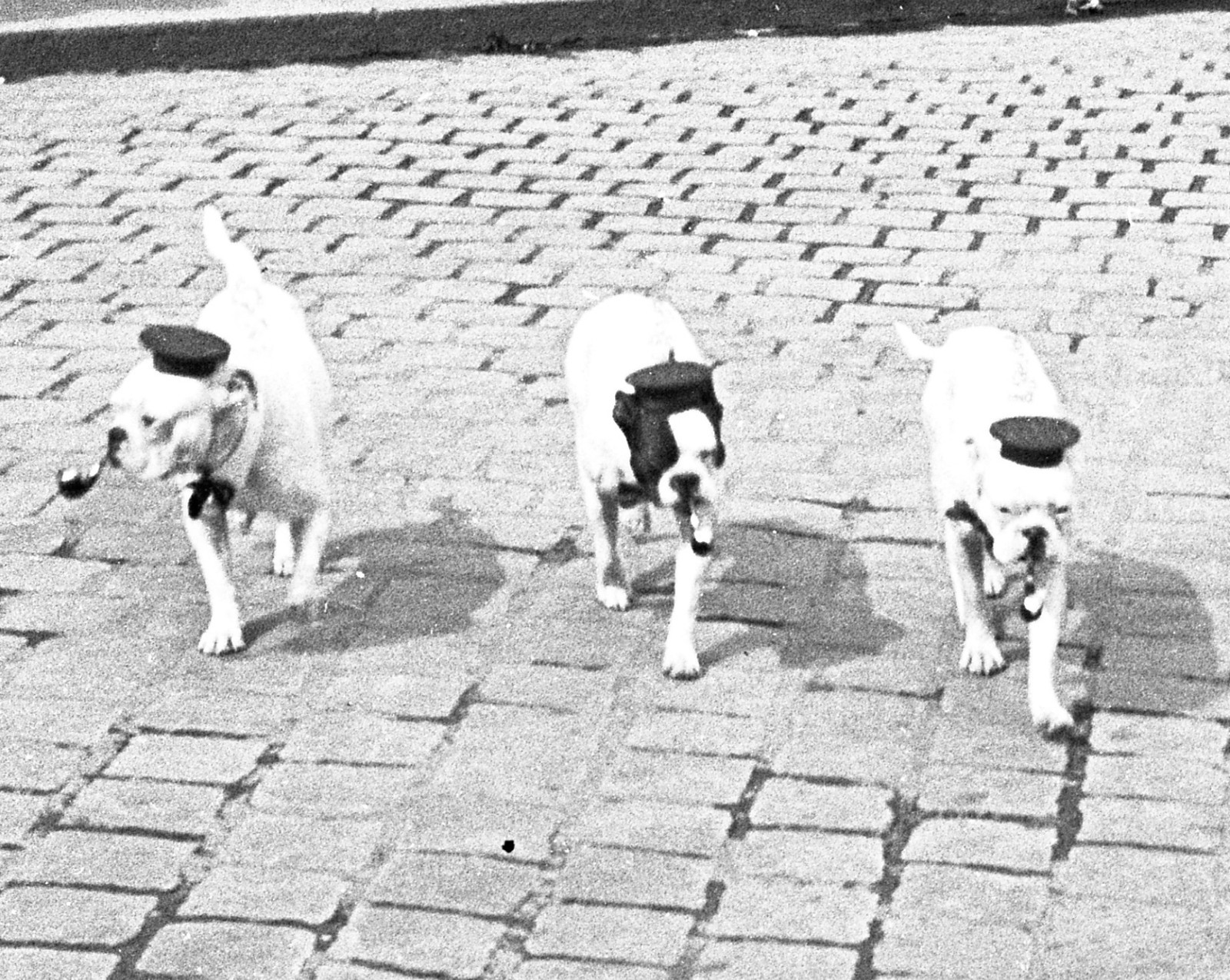 american bulldogs wearing caps, pipe, unusual by Szendrő (Szendro), original fin