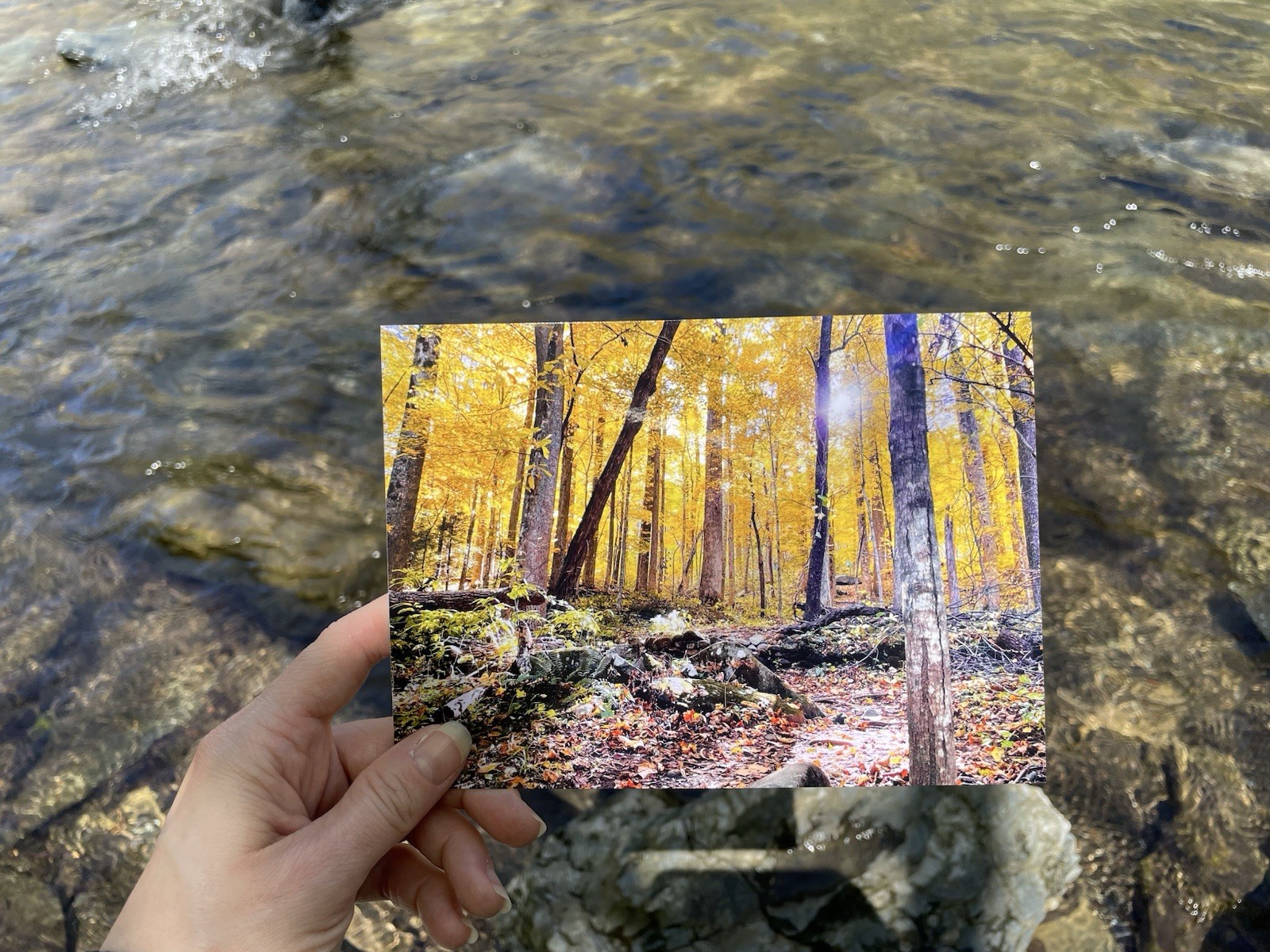 8×10 Golden Yellow Tree Autumn Forest Giclee Photography Print Tennessee