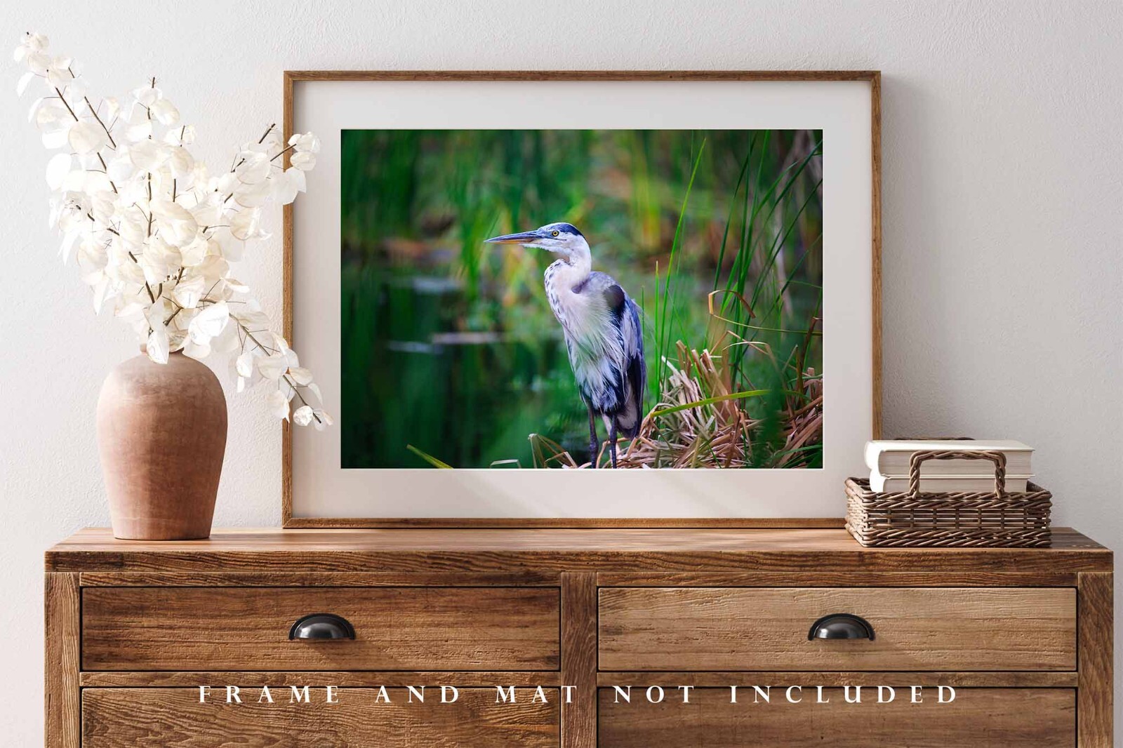 Wildlife Photography Print – Picture of Great Blue Heron in South Carolina