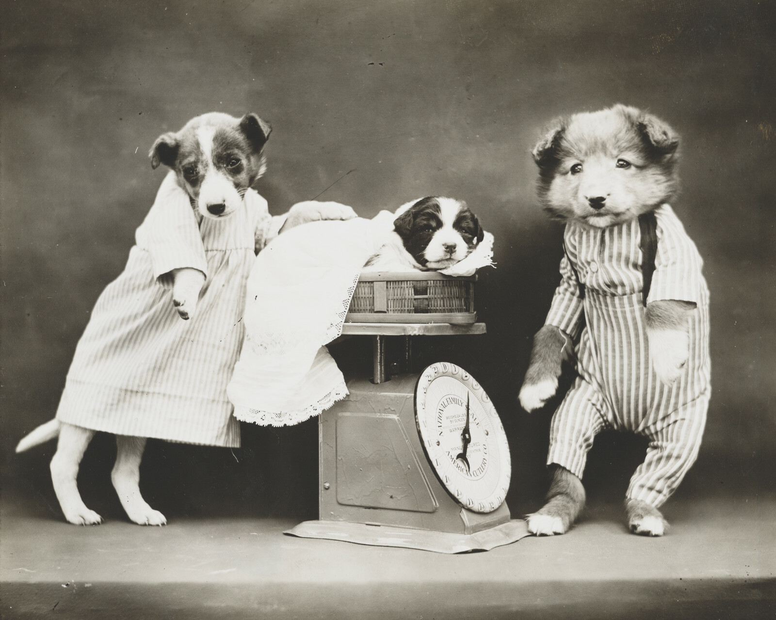 dog puppy pup baby art print Harry Whittier Frees 8×10 vintage photo picture #35