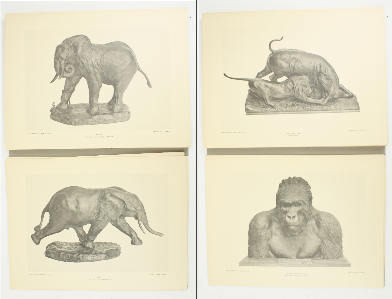 1927 Carl Akeley Photo Set Field Museum Natural History IL Taxidermy & Sculpture