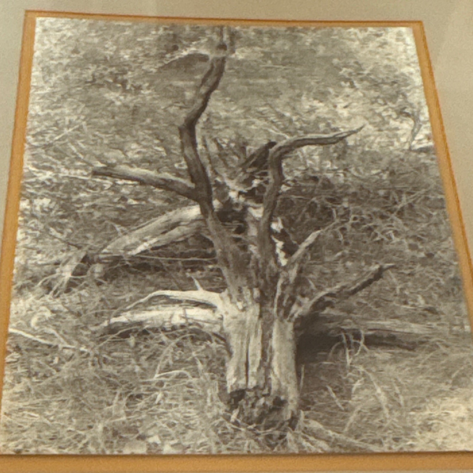 L. Willi Signed Black & White Photograph Forgotten Forest Framed Portrait Art