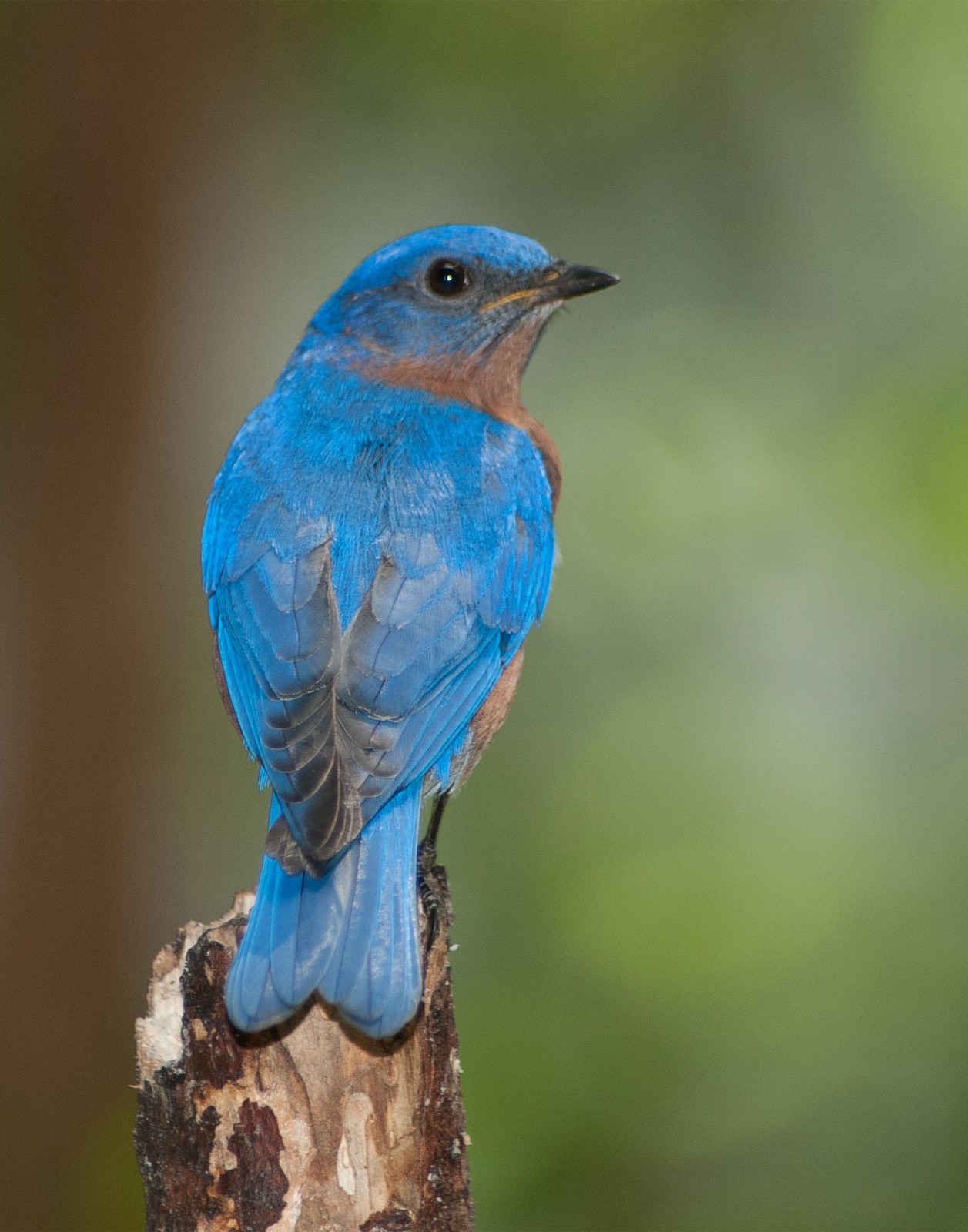Eastern bluebird 11×14 Photograph Print 11″x14″ #2