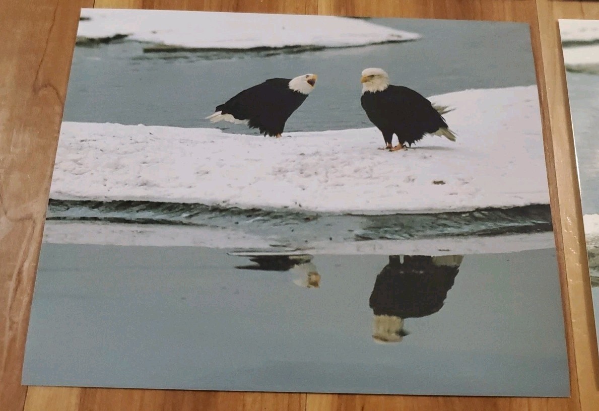 American Bald Eagle Print Pictures Lot of 4 Eagles with Magpies Bird Nature 8×10
