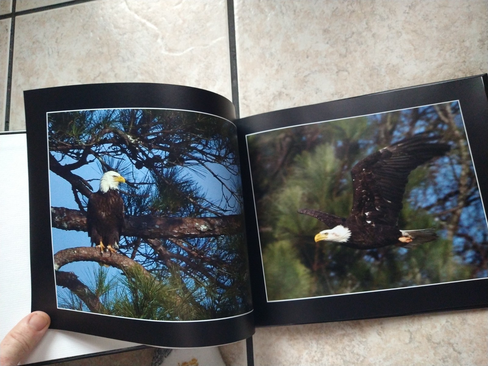 🦅 “The Majestic Eagles of Peachtree City” – Stunning Bald Eagle Photography 🦅