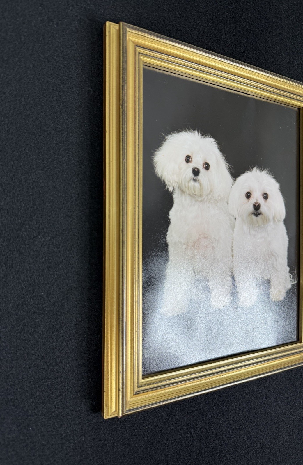 Vtg Original Framed Portrait White Maltese Dogs Gold Color Wood Ready To Hang