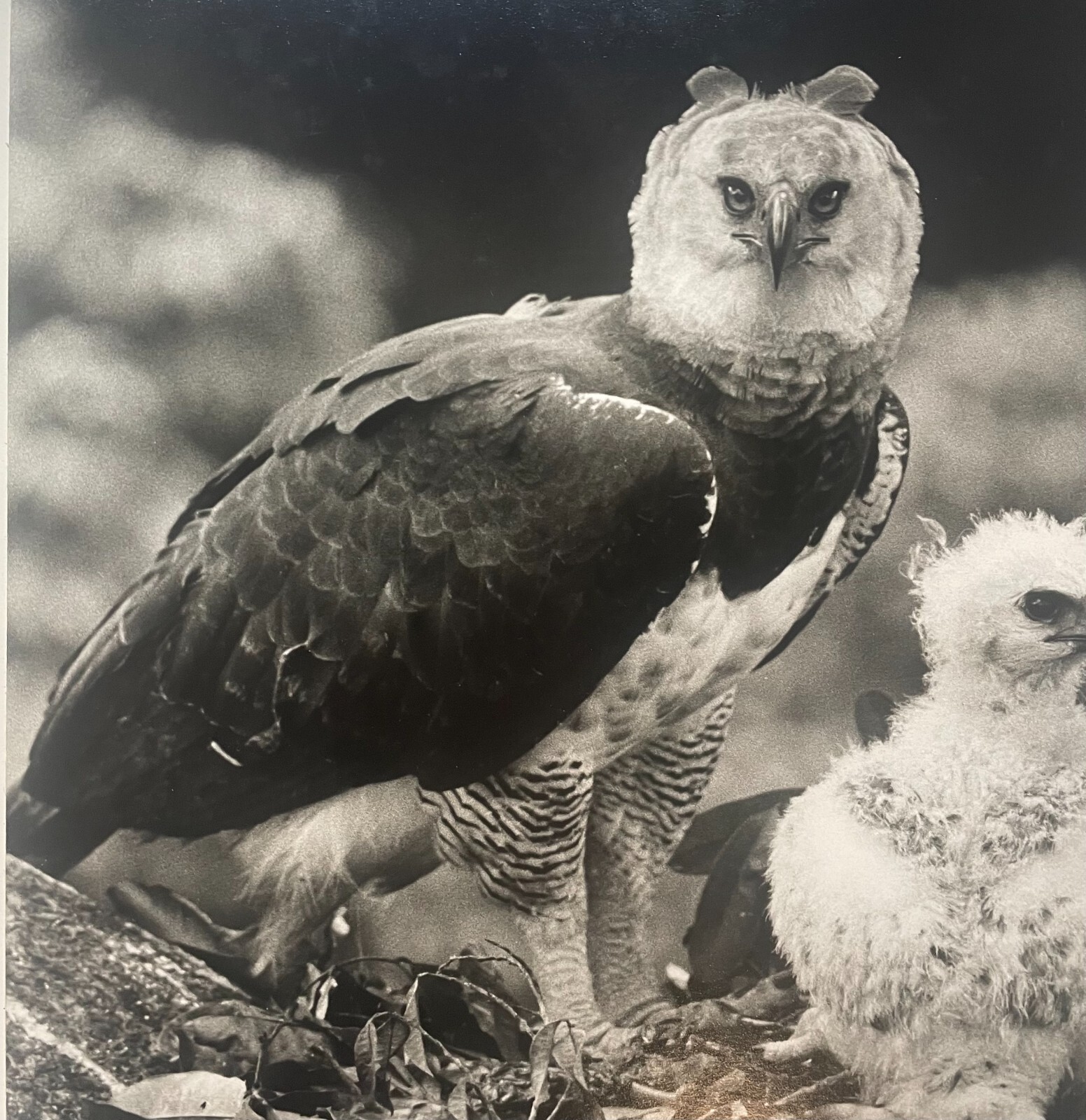 Rare 1975 ‘Harpy EAGLE Mother & Baby Fledgling’ in Nest NEIL RETTIG Photograph