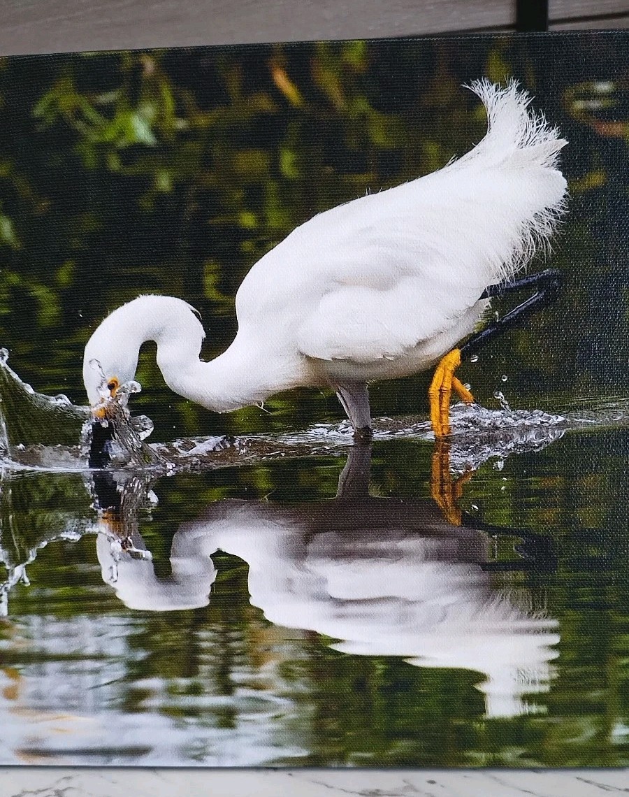 Snowy Egret Photo on Canvas Reflection On Water Colorado Wildlife Photography