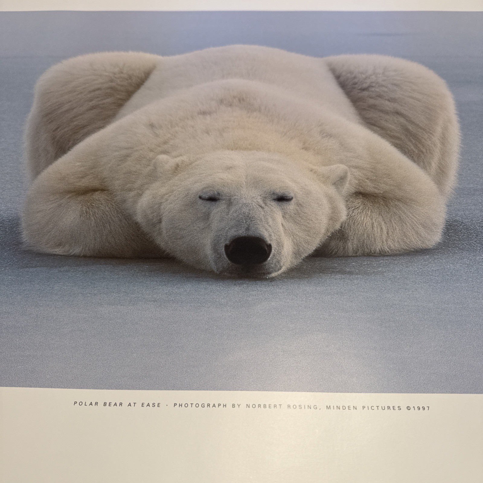 Lot Of 2 National Geographic Polar Bear At Ease 36″X24″ Numbered Lithographs