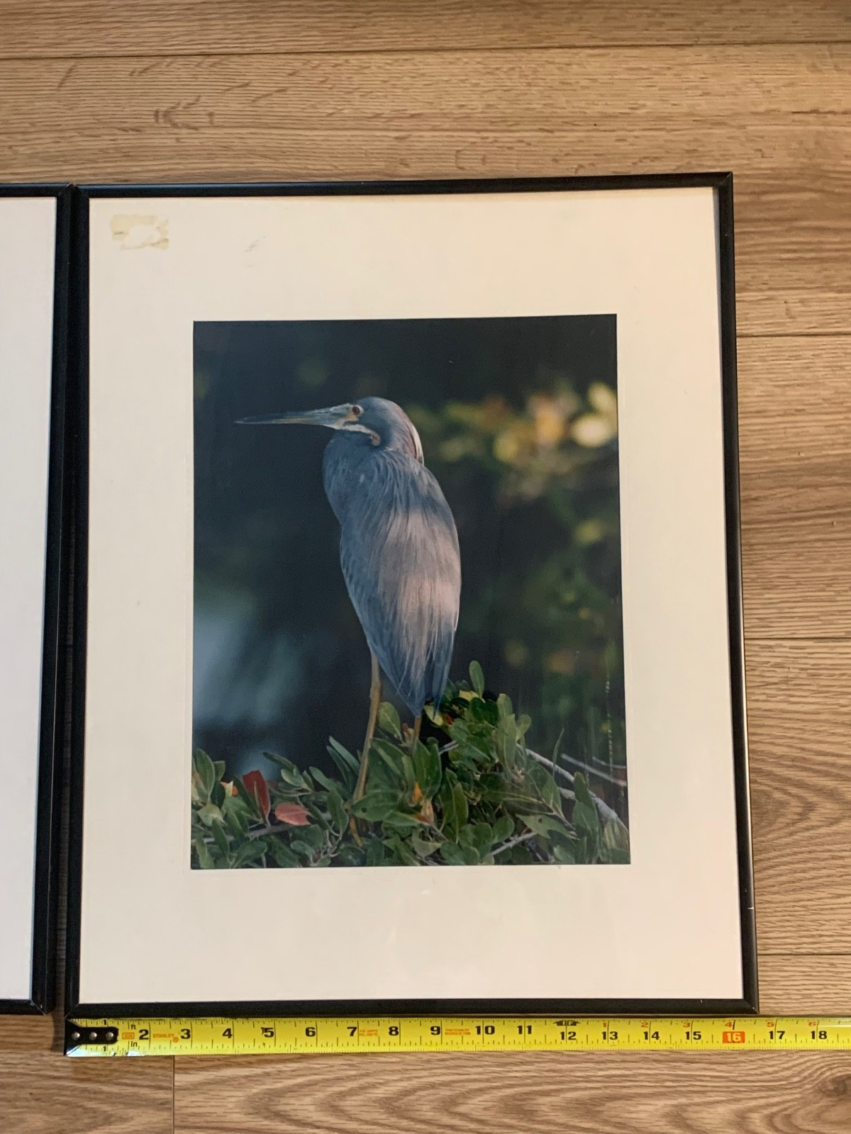 Framed Great Blue Heron Wildlife Photography Prints Set of 2 Nature Bird Art