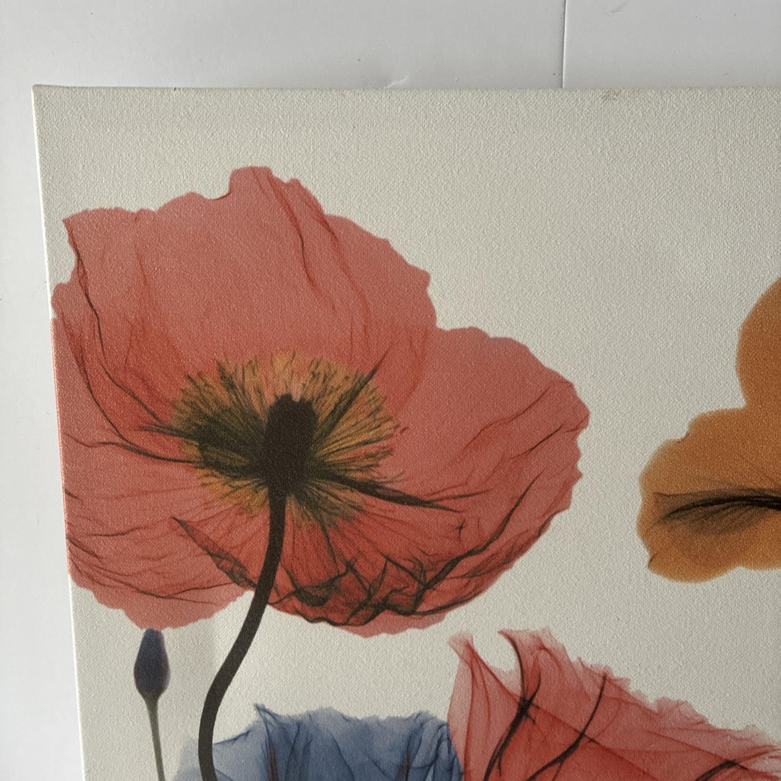 Albert Koetsier 19 1/2 x 15 1/2 Radiographic On Unframed Canvas Flowers Images
