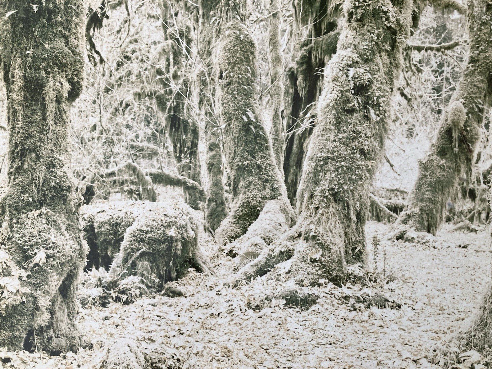 Ray Atkeson Original Photo Large Frames Signed Old Forest Landscape Oregon