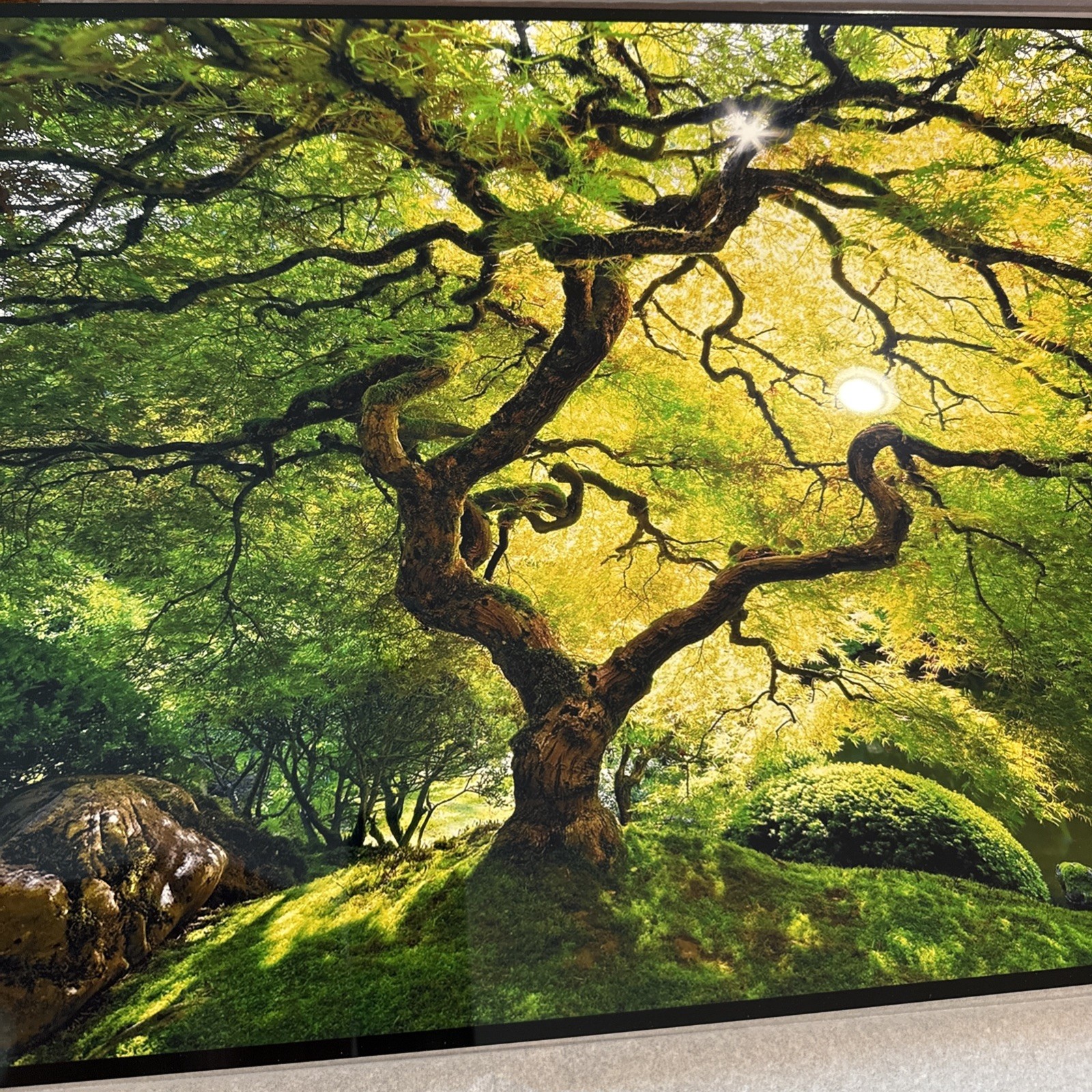 Peter Lik Small Tree Photo Print 24×16 Signed Unframed