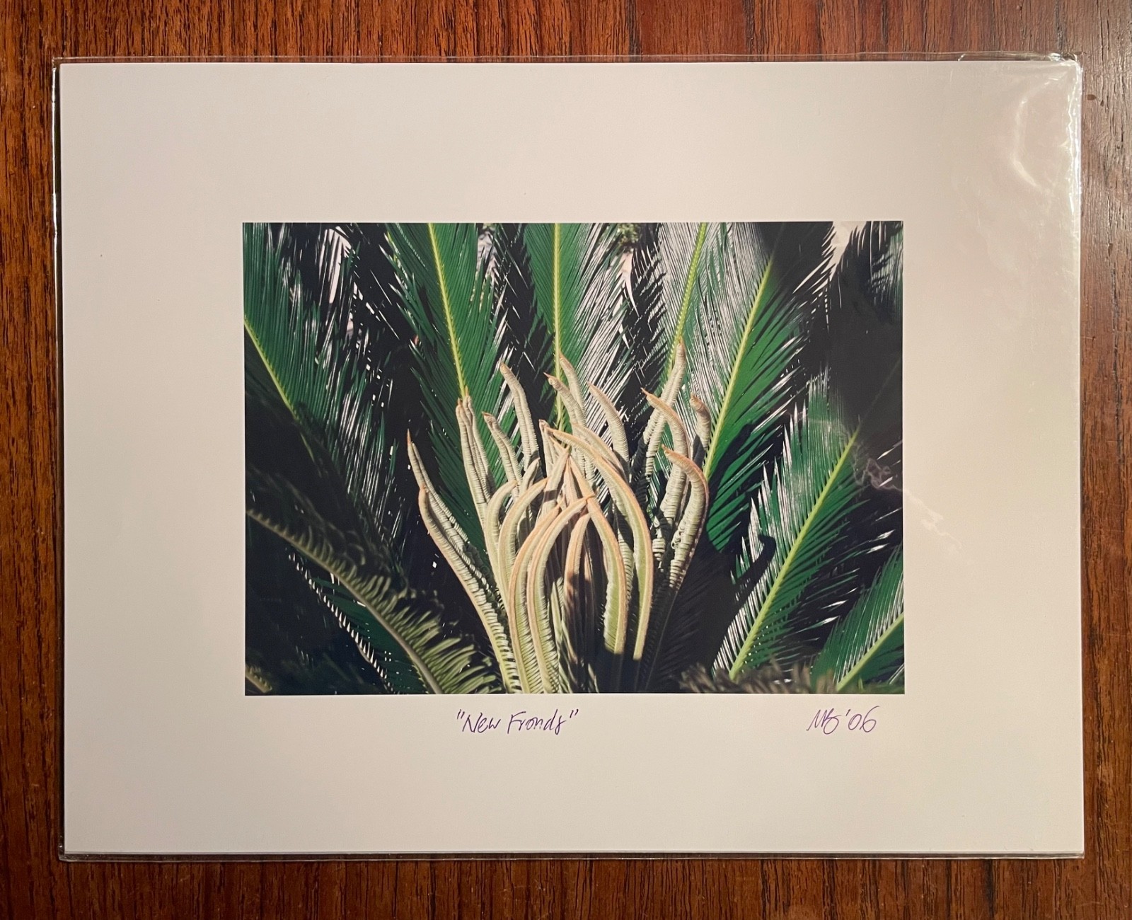 Original photographic print “New Fronds” by Michael Blumenstock