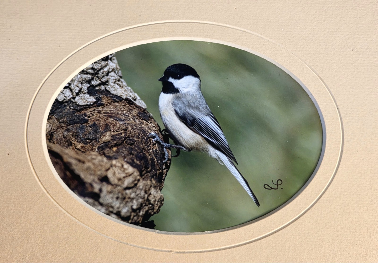 Chickadee Photograph Matted Bird In Tree Wildlife
