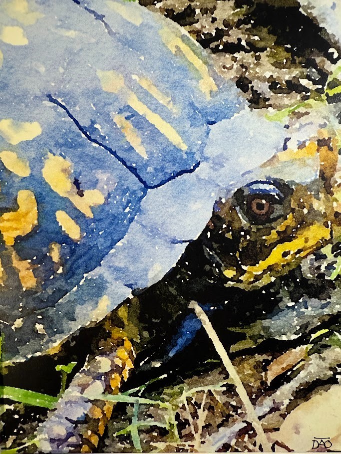 Box Turtle Digital Watercolor Original Art Photograph 8 X 10 Mat 11 X 14 Signed