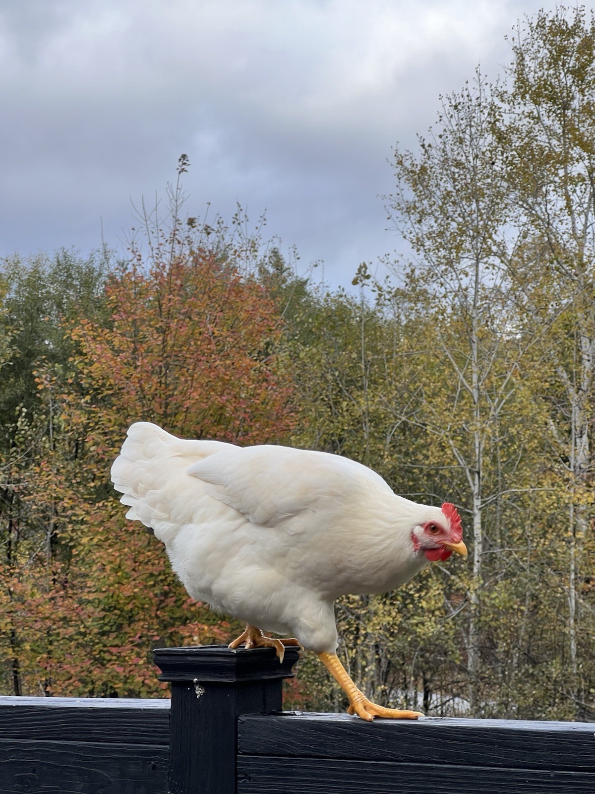 Chicken Hen “Summer” Bird Color Portrait Photograph Animals Nature Original