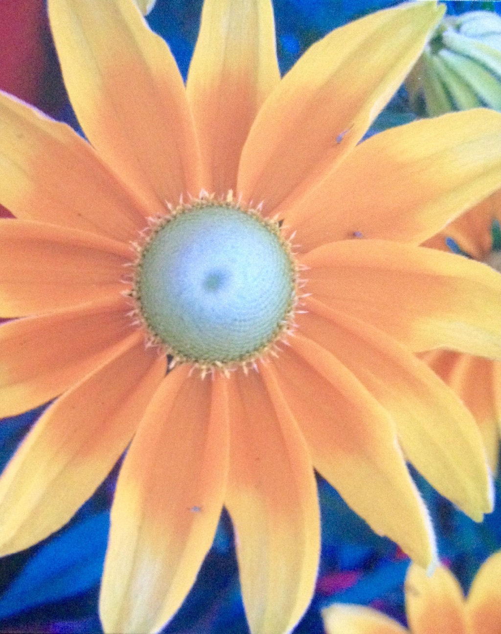 Flower Photo on canvas Botanical, Original, Realism