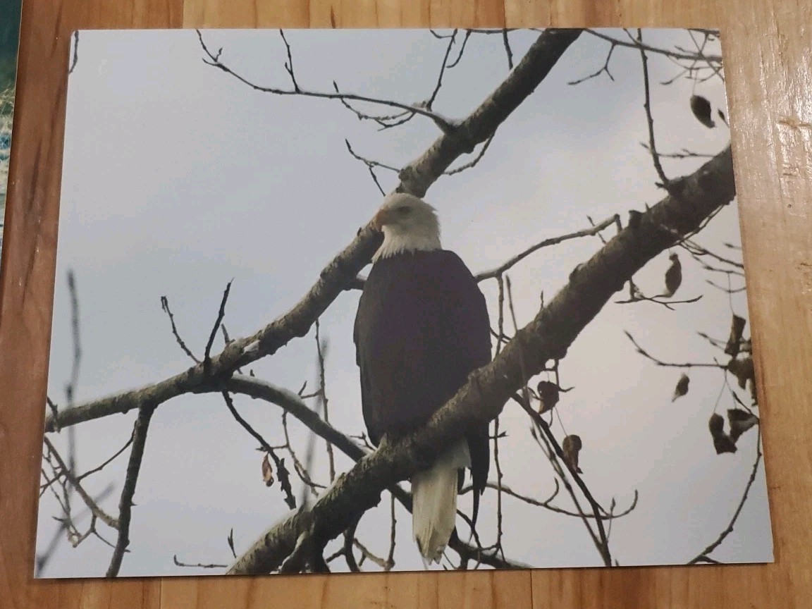 American Bald Eagle Print Pictures Lot of 4 Sitting Trees Nature Up Close 8×10