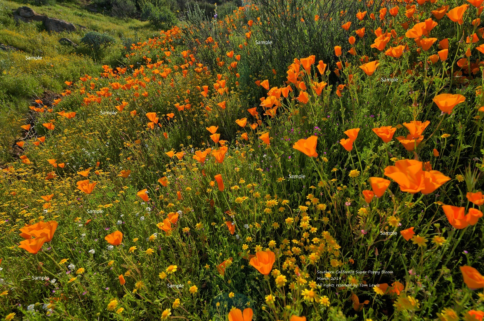Southern California Super Poppy Bloom March Landscape Photo Poster Print CA02