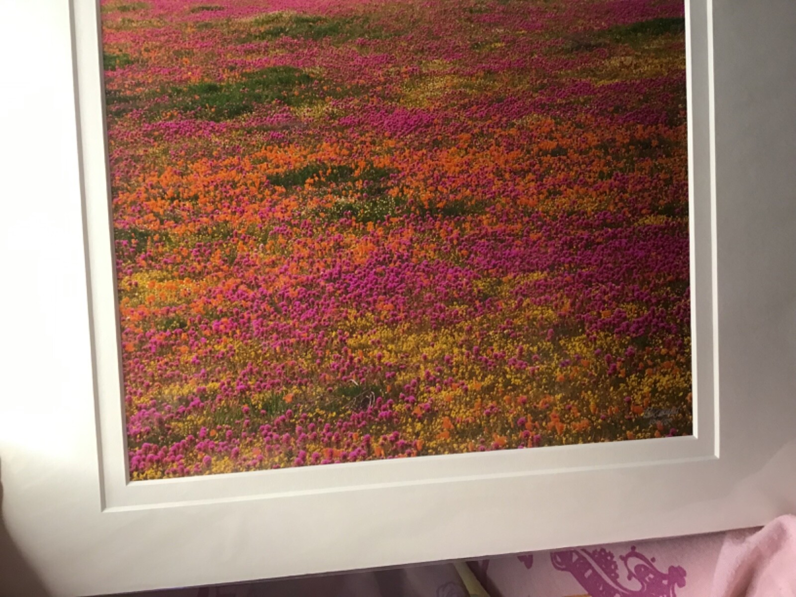 Ron Mellott matted photography California poppies Owl’s Clover Antelope Valley