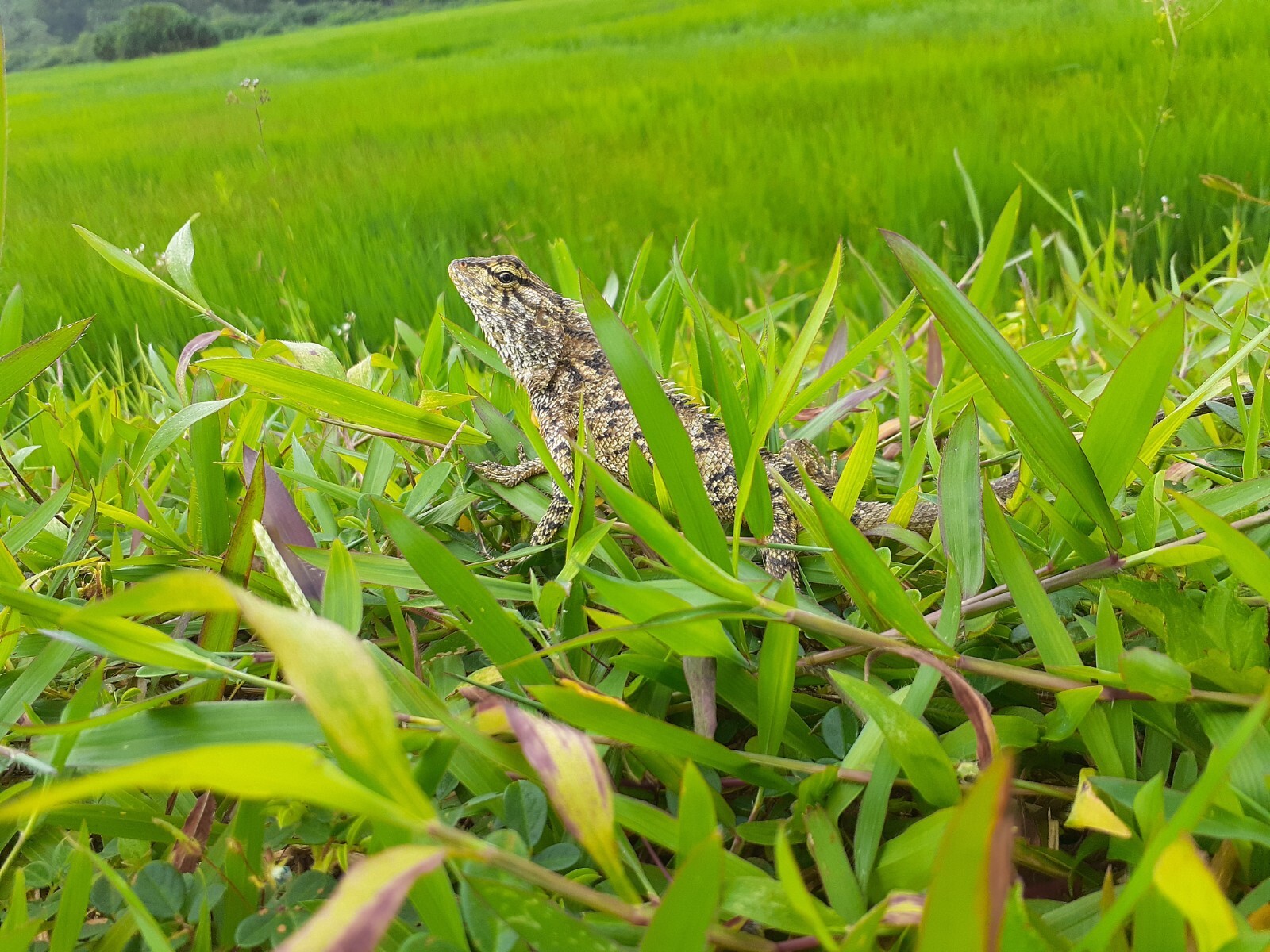 sri Lanka Nature Photograph Animal Photo Beautiful Image Green Grass For Print