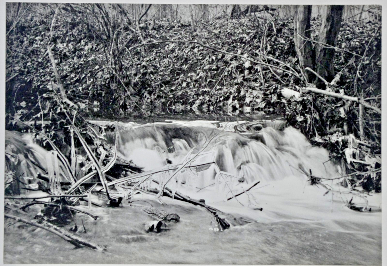 Lot of 3 B&W Photos- Unframed Matted- Forest Water Ice Wood Trees – c1970