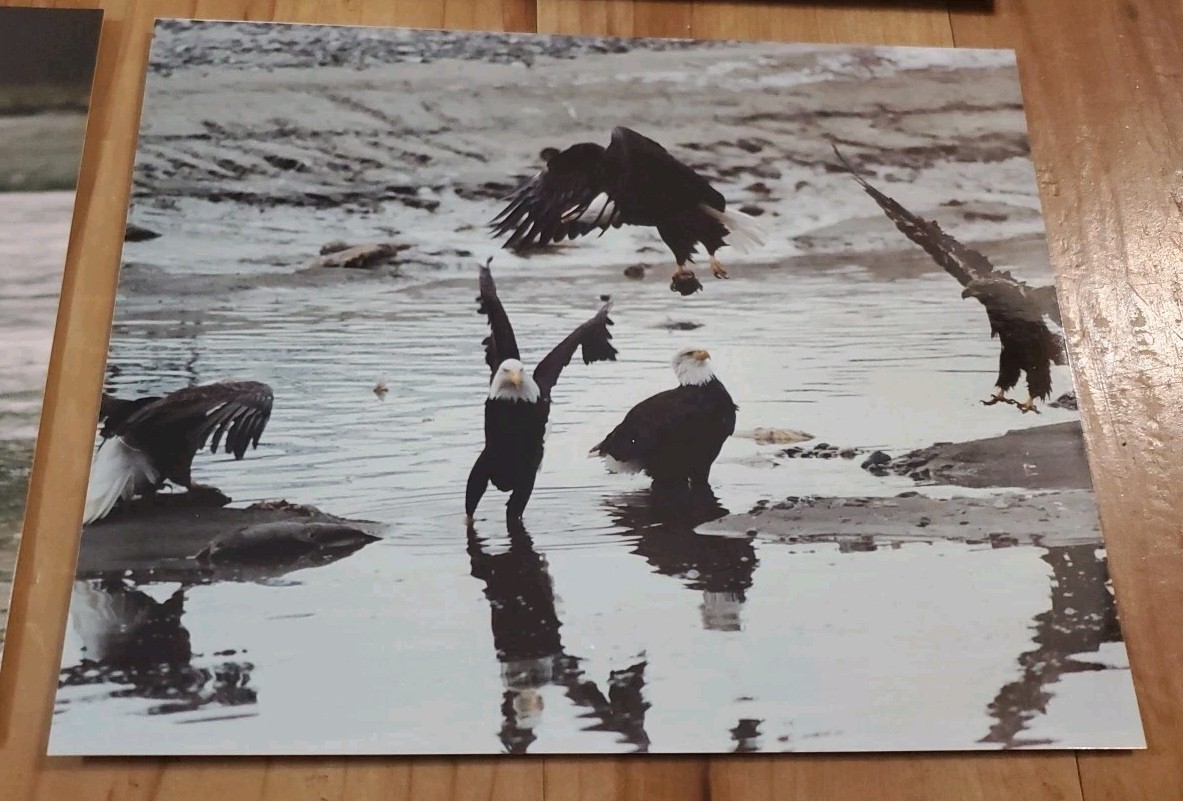 American Bald Eagle Print Pictures Lot of 4 Convocation of Eagles Preserve 8×10