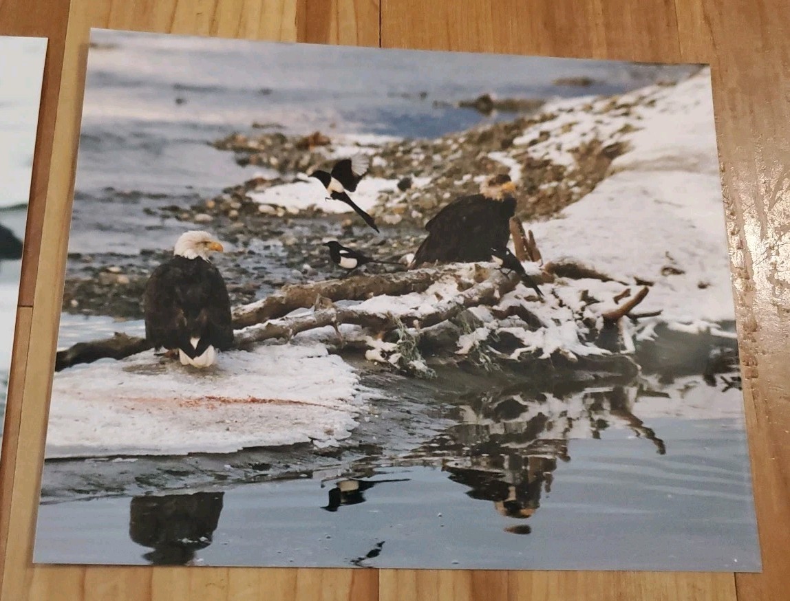 American Bald Eagle Print Pictures Lot of 4 Eagles with Magpies Bird Nature 8×10