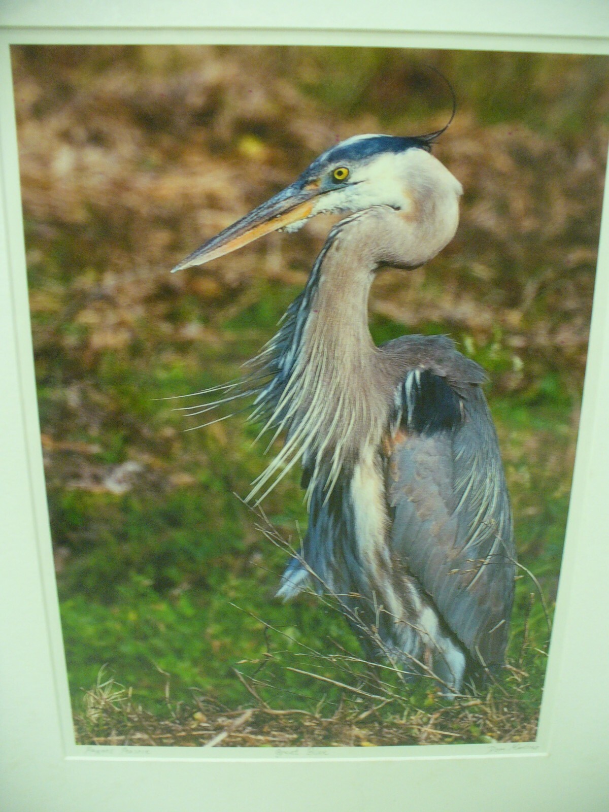 MATTED PHOTOGRAPHY Great Blue in Paynes Prairie by Dom Martino 16×20