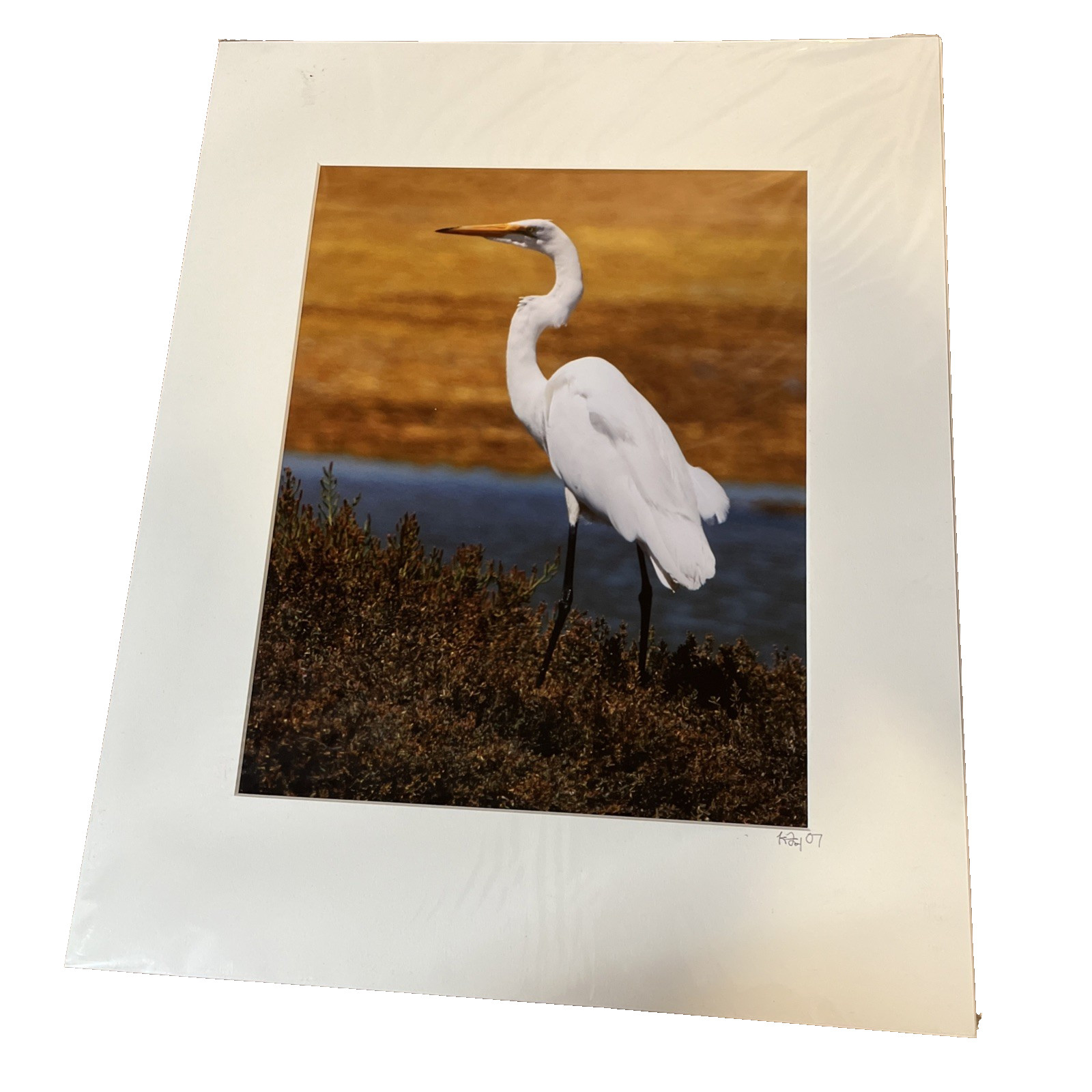 Common White Egret Matted Photo 16×20 Signed K. Fox Coyote Hills Regional Park
