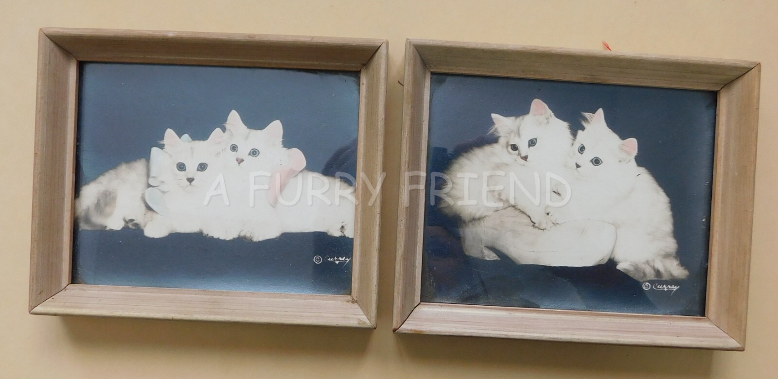 VINTAGE PAIR 1940’S? REAL PHOTOS OF WHITE CATS BRADLEY CURREY FRAMES SIGNED