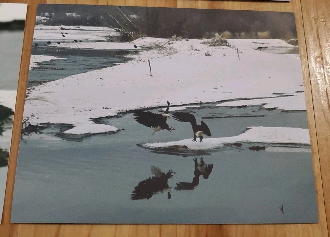 American Bald Eagle Print Pictures Lot of 4 Mirror Image Reflection Water 8×10
