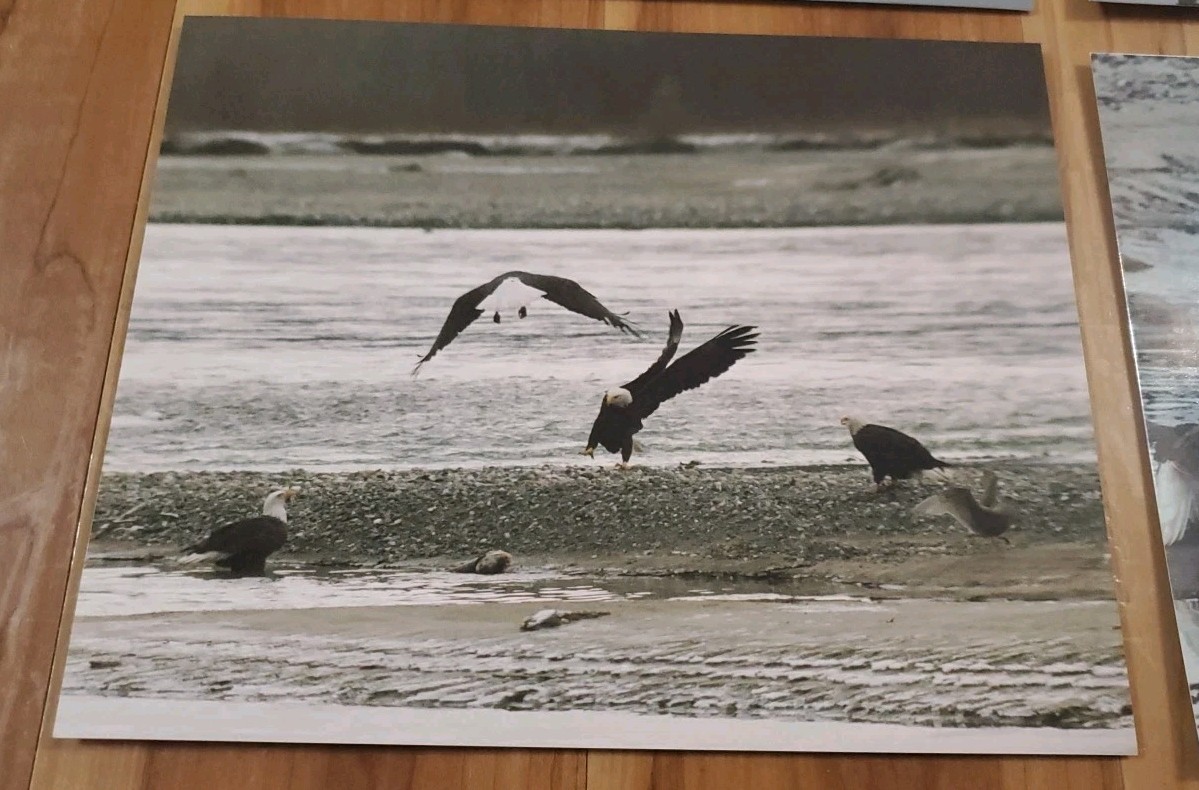 American Bald Eagle Print Pictures Lot of 4 Convocation of Eagles Preserve 8×10
