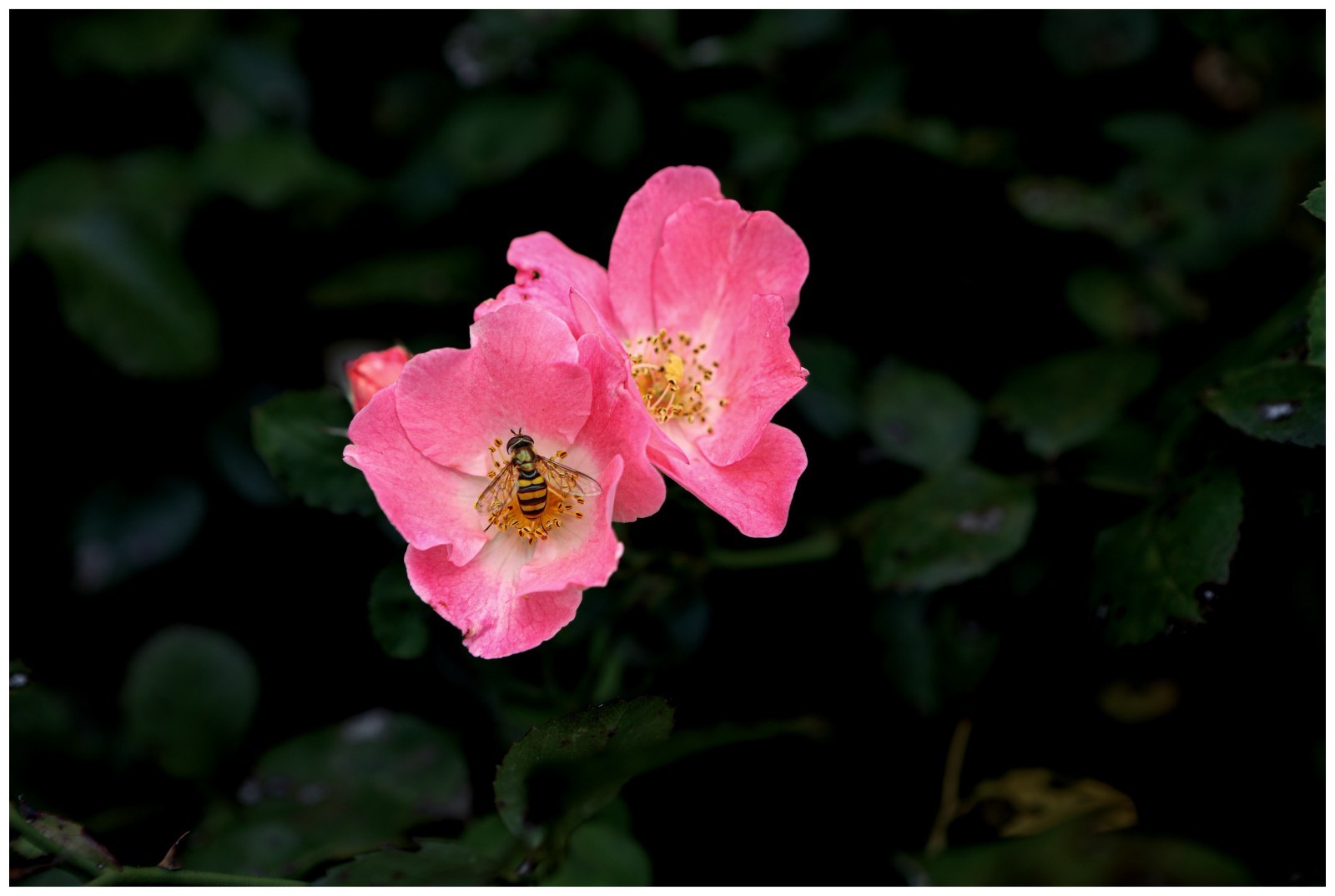 Floral Bee, Nature Photography Print