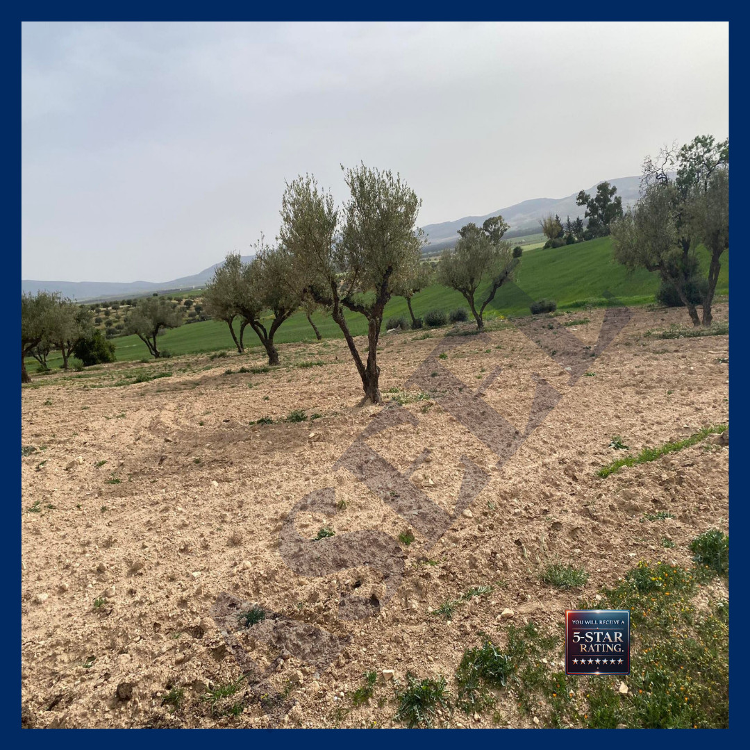 Siliana Olive Grove Landscape Digital Download JPG Nature Wall Art Photo 2023-20