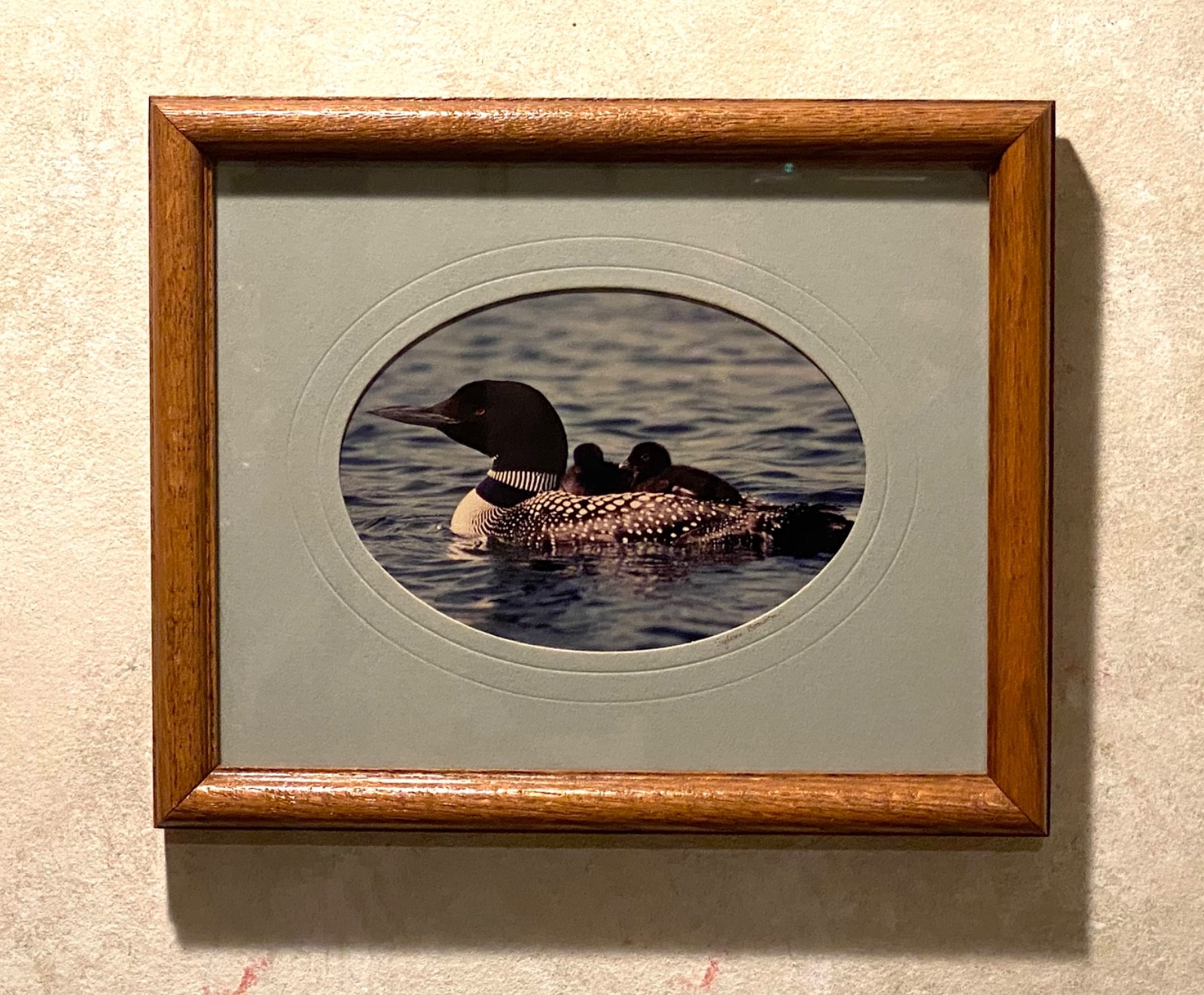 Loon Family, photo, oak frame, matted, artist signed by Sylvia Bonson 11″ x 9″