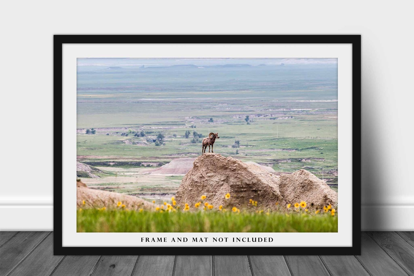 Wildlife Photography Print – Bighorn Sheep Badlands National Park South Dakota