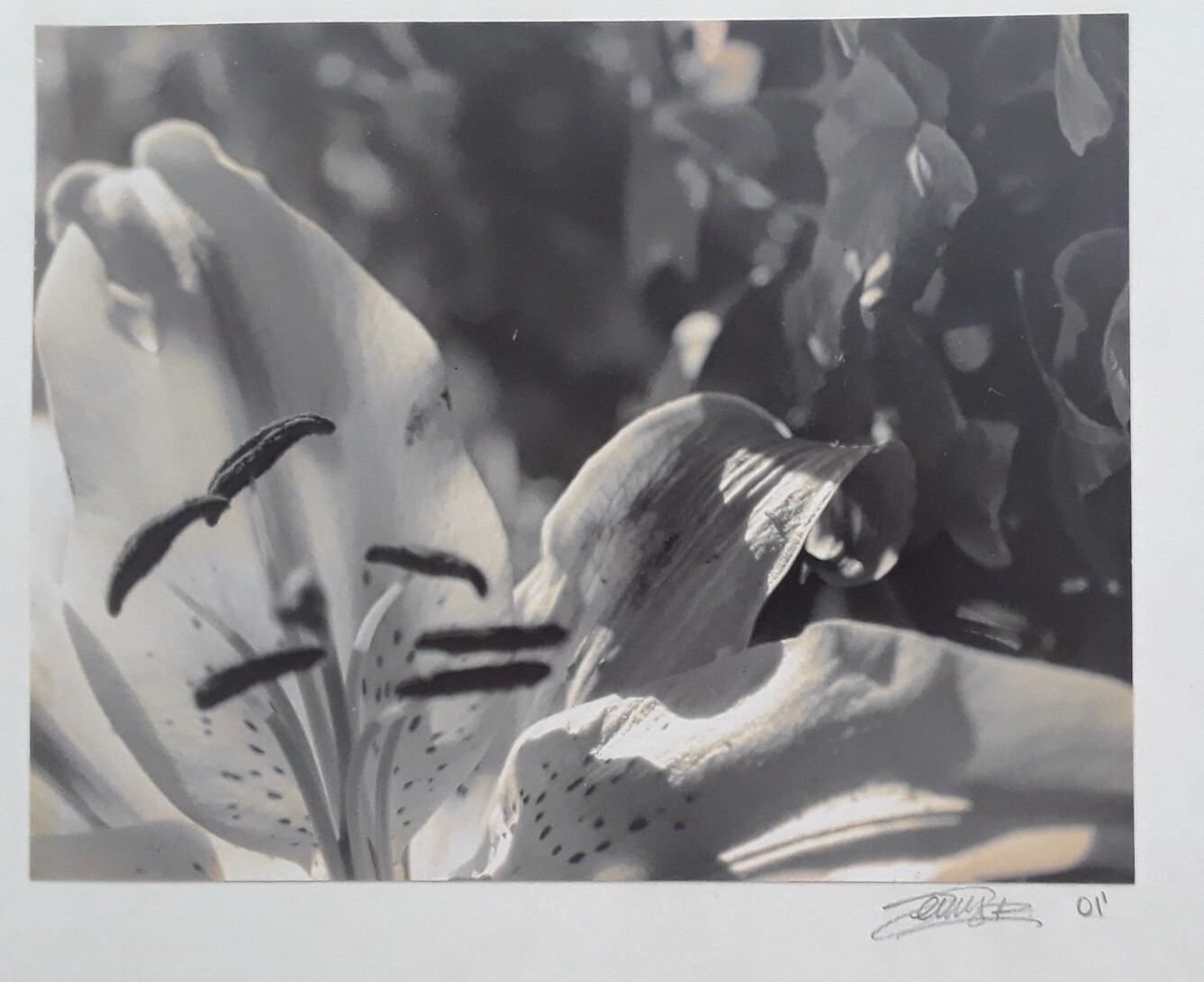 Original Signed Photos on Board Lot of 4 11 x 14 Black White Board Various
