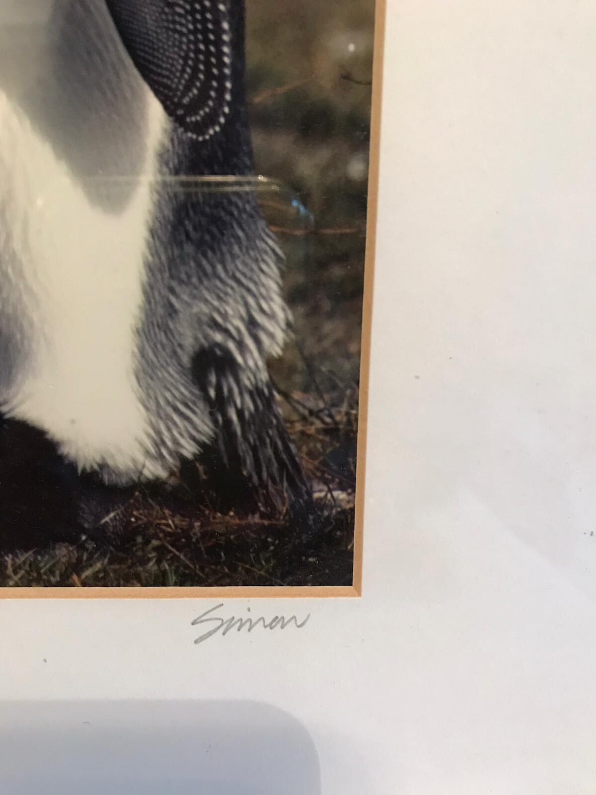 Nature Photo of Two Penguins Signed by Simon Print No. 15 of 300 16” x 20”