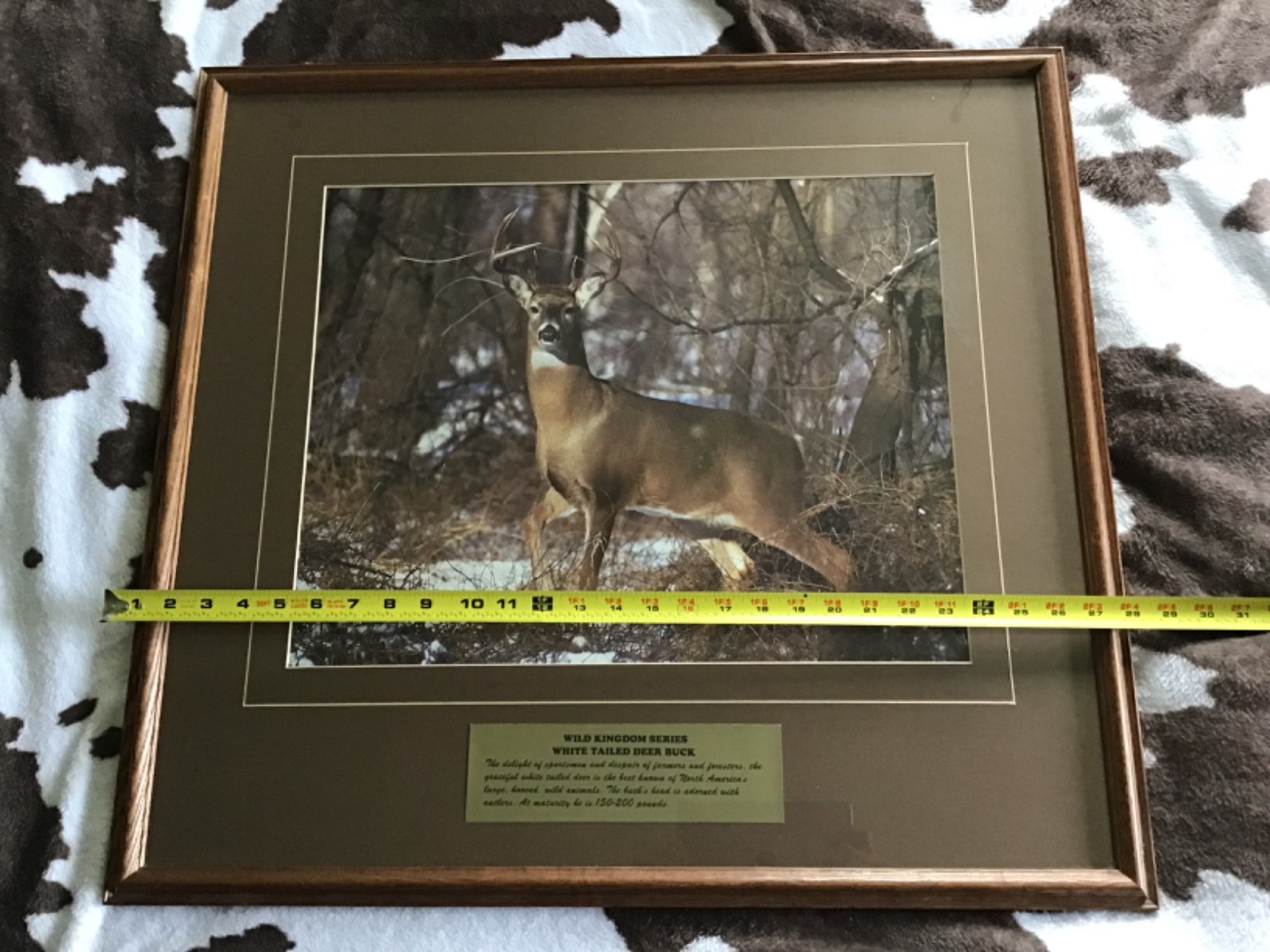 Vintage Wild Kingdom Series White‑Tailed Deer Buck – Large Framed Wildlife Print