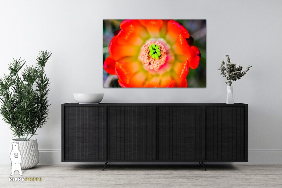 Echinocereus Coccineus (Scarlet Hedgehog Cactus) Flower – Fine Art Prints