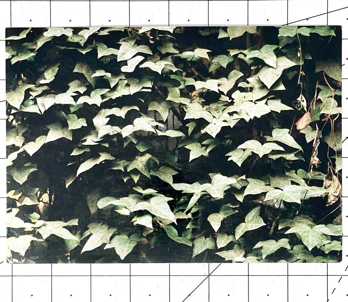 Joy Episalla Art Announcement Card 2004 – For The Birds