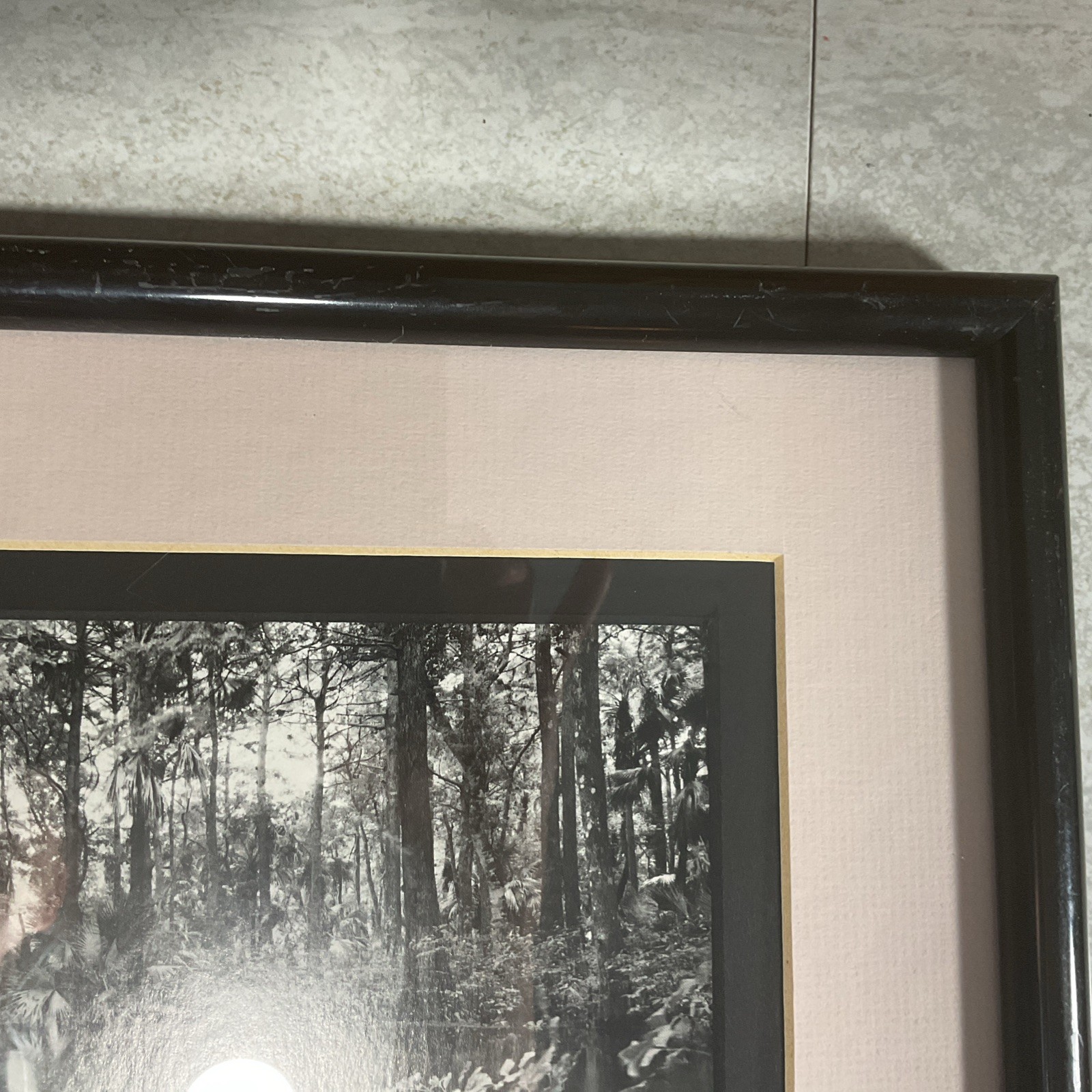 Clyde Butcher Signed Photograph Loxahatchee River #1 Framed 9.5” X 6.5” Photo