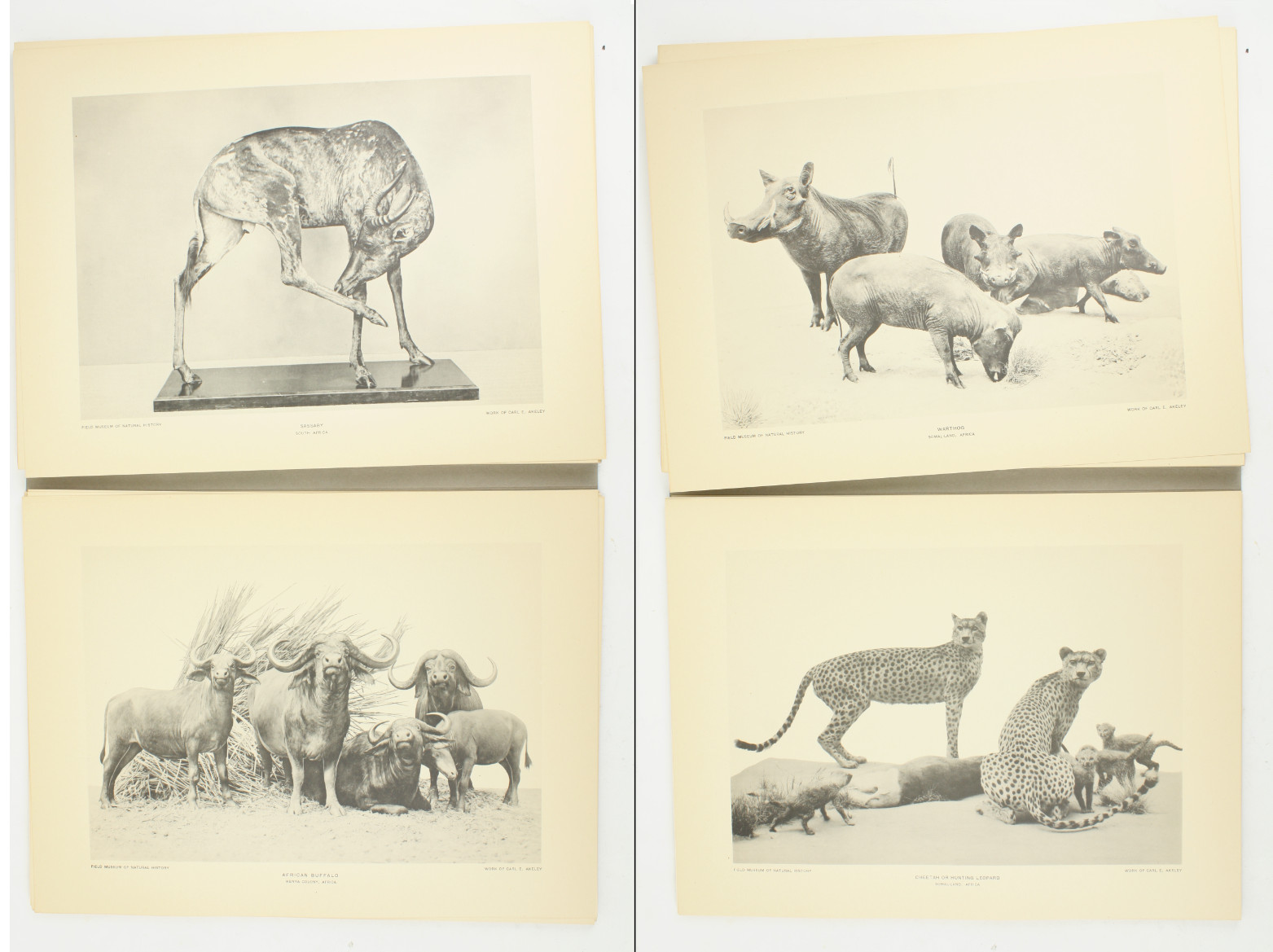 1927 Carl Akeley Photo Set Field Museum Natural History IL Taxidermy & Sculpture
