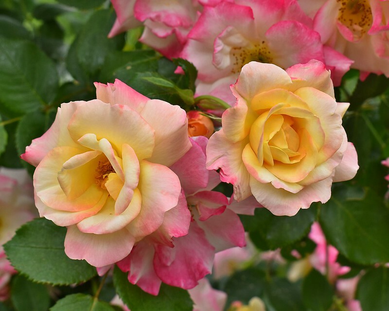 Art Photograph 8×10 Glossy Roses Flowers Garden Blooms Artist Signed